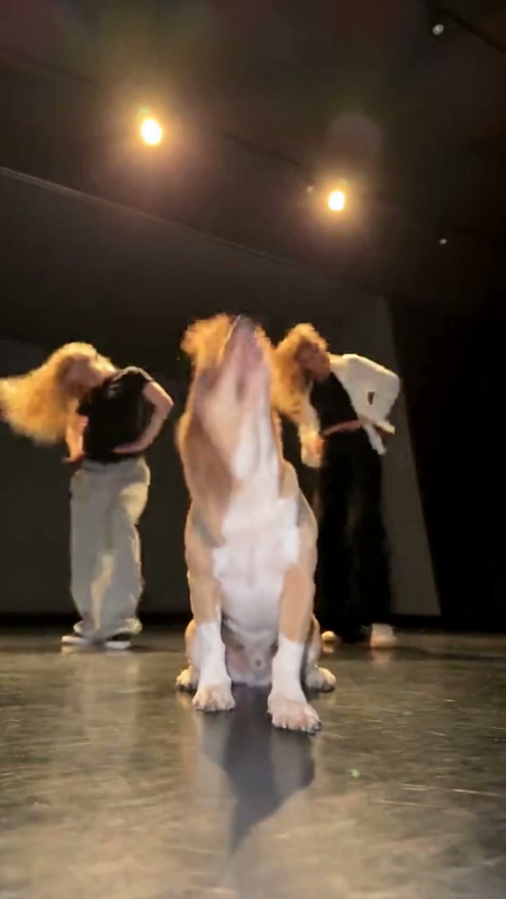 Single Ladies Pet Dance AI video template preview